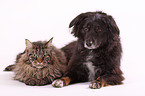 Hund und Katze