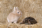 Maurische Landschildkrte und Lwenkpfchen