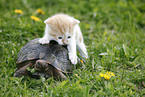 Maurische Landschildkrte und Ktzchen