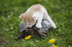 Maurische Landschildkrte und Ktzchen