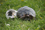 Maurische Landschildkrte und Ktzchen