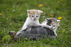 Maurische Landschildkrte und Ktzchen