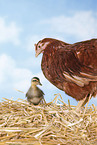 Huhn und Laufenten Küken