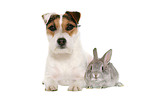 Jack Russell Terrier und Kaninchen