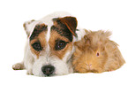 Jack Russell Terrier und Meerschwein