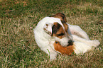 Jack Russell Terrier und Meerschwein