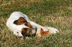 Jack Russell Terrier und Meerschwein