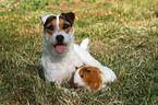 Jack Russell Terrier und Meerschwein