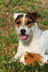 Jack Russell Terrier und Meerschwein