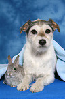 Parsaon Russell Terrier und Zwergkaninchen