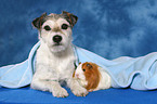 Parson Russell Terrier und Meerschwein