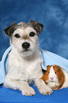 Parson Russell Terrier und Meerschwein