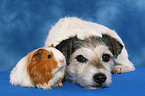 Parson Russell Terrier und Meerschwein