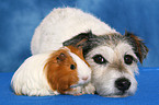 Parson Russell Terrier und Meerschwein