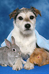 Parson Russell Terrier, Kaninchen und Meerschwein