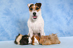 Jack Russell Terrier und Meerschweine