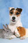 Jack Russell Terrier, Kaninchen und Meerschwein