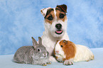 Jack Russell Terrier, Kaninchen und Meerschwein