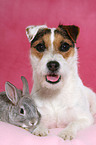 Parsaon Russell Terrier und Zwergkaninchen