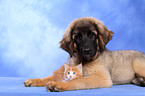 Leonberger Welpe und Maine Coon Ktzchen