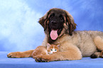 Leonberger Welpe und Maine Coon Ktzchen