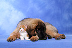 Leonberger Welpe und Maine Coon Ktzchen