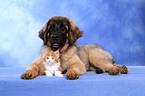 Leonberger Welpe und Maine Coon Ktzchen