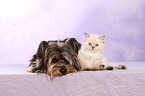 Yorkshire Terrier und Perser Ktzchen