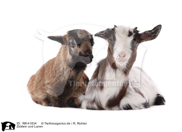 Zicklein und Lamm / yeanling goat and yeanling lamb / RR-41834