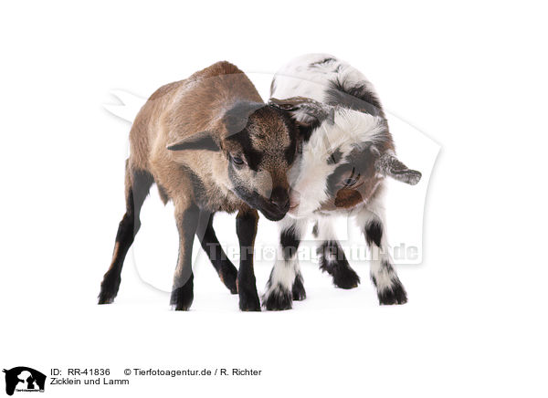 Zicklein und Lamm / yeanling goat and yeanling lamb / RR-41836