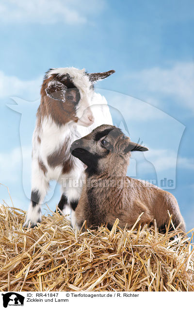 Zicklein und Lamm / yeanling goat and yeanling lamb / RR-41847
