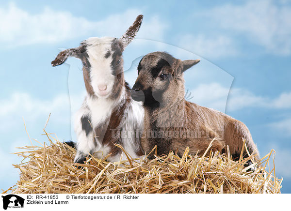 Zicklein und Lamm / yeanling goat and yeanling lamb / RR-41853