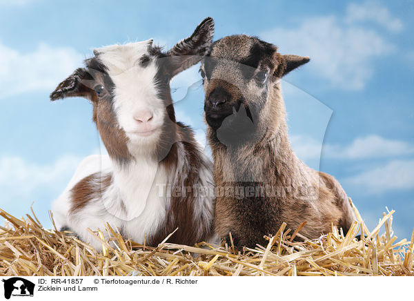 Zicklein und Lamm / yeanling goat and yeanling lamb / RR-41857