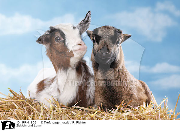 Zicklein und Lamm / yeanling goat and yeanling lamb / RR-41859