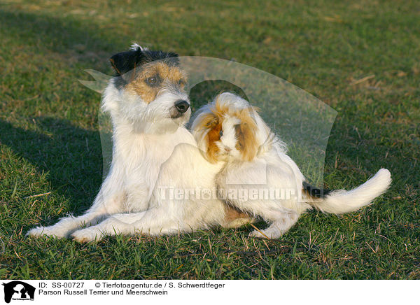 Parson Russell Terrier und Meerschwein / SS-00727