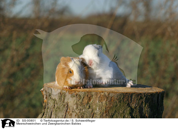 Meerschweinchen und Zwergkaninchen Babies / SS-00801