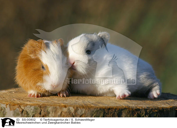 Meerschweinchen und Zwergkaninchen Babies / guinea pig and dwarf rabbit babies / SS-00802