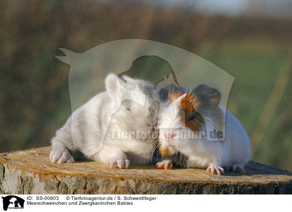 Meerschweinchen und Zwergkaninchen Babies / SS-00803