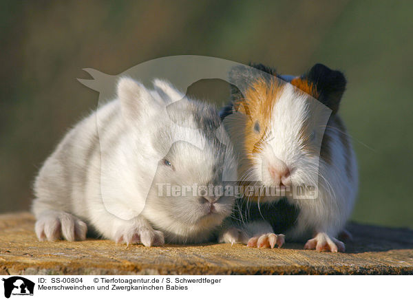 Meerschweinchen und Zwergkaninchen Babies / guinea pig and dwarf rabbit babies / SS-00804