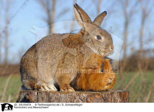 Kaninchen und Meerschwein / rabbit and guinea pig / SS-00879