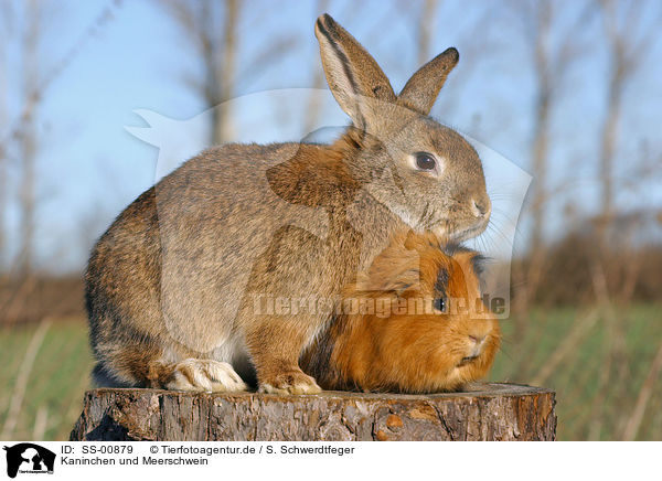 Kaninchen und Meerschwein / SS-00879