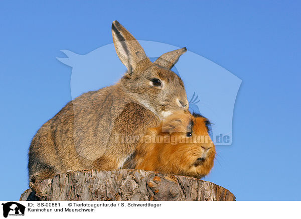 Kaninchen und Meerschwein / rabbit and guinea pig / SS-00881