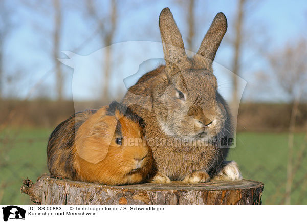 Kaninchen und Meerschwein / rabbit and guinea pig / SS-00883