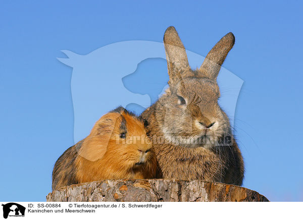 Kaninchen und Meerschwein / rabbit and guinea pig / SS-00884