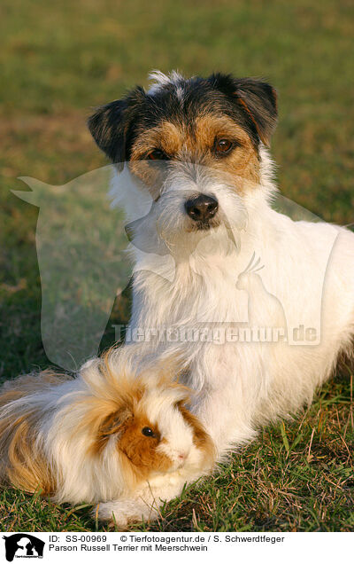 Parson Russell Terrier mit Meerschwein / SS-00969