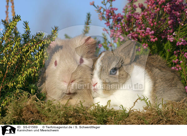Kaninchen und Meerschwein / SS-01569