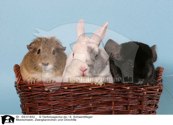 Meerschwein, Zwergkaninchen und Chinchilla / guinea pig, dwarf rabbit and chinchilla / SS-01852