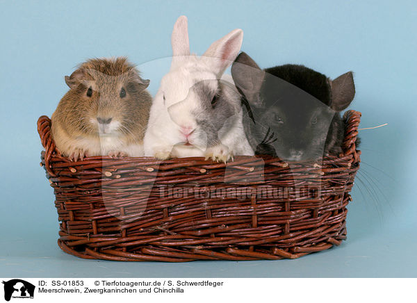 Meerschwein, Zwergkaninchen und Chinchilla / guinea pig, dwarf rabbit and chinchilla / SS-01853