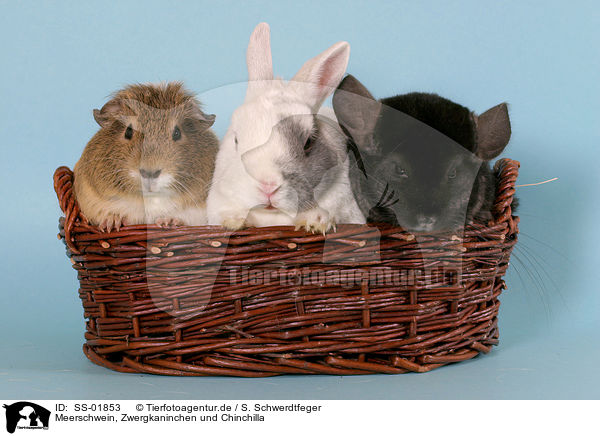 Meerschwein, Zwergkaninchen und Chinchilla / SS-01853