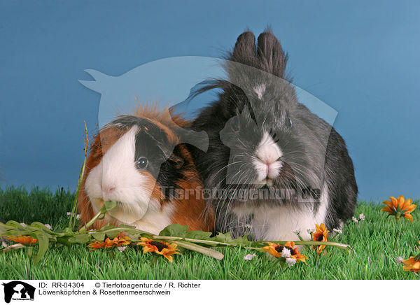 Lwenkpfchen & Rosettenmeerschwein / bunny & guinea pig / RR-04304
